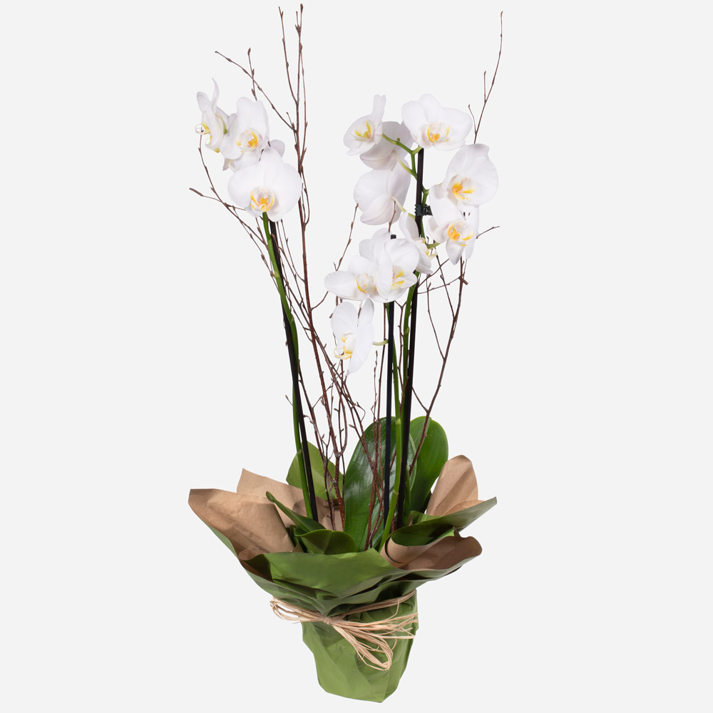 Orchid Plant
